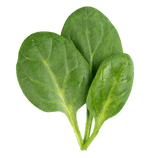 Spinach, rich in antioxidants and part of this anti-spike formula to aid glucose regulation and fasting glucose levels. Inspired by Glucose Goddess Jessie Inchauspe's Glucose Revolution.